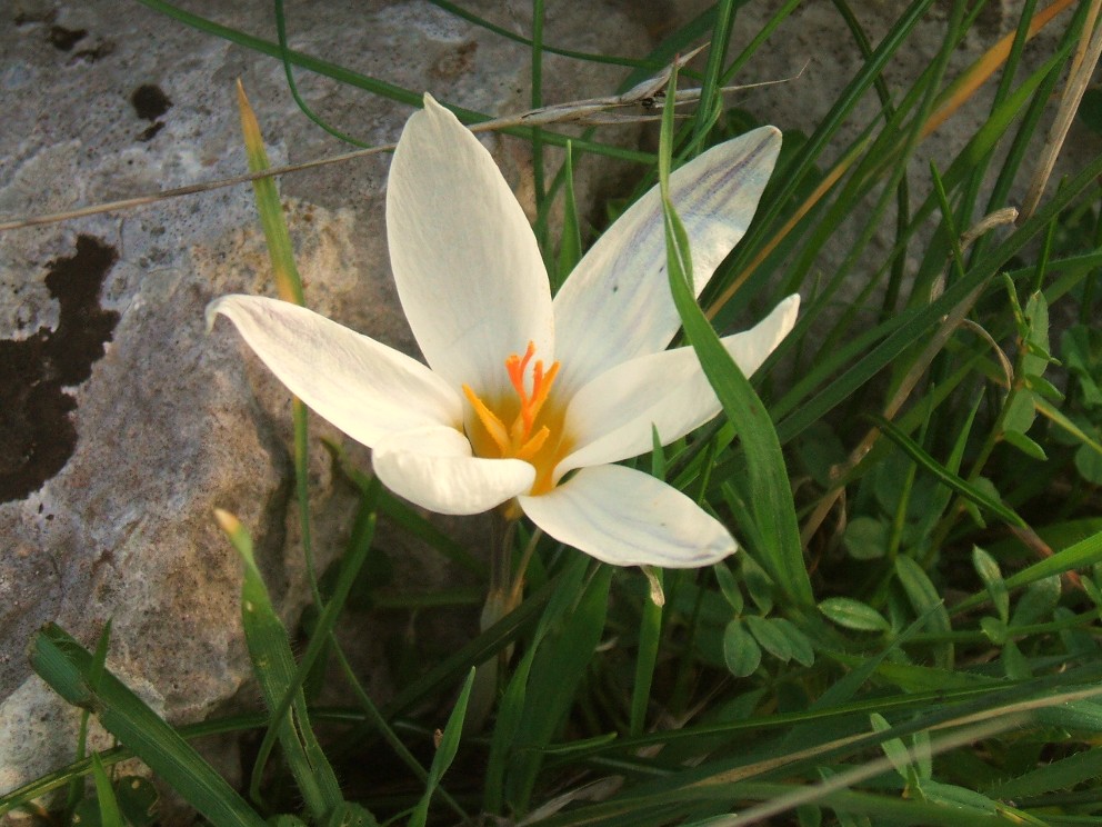 Crocus biflorus